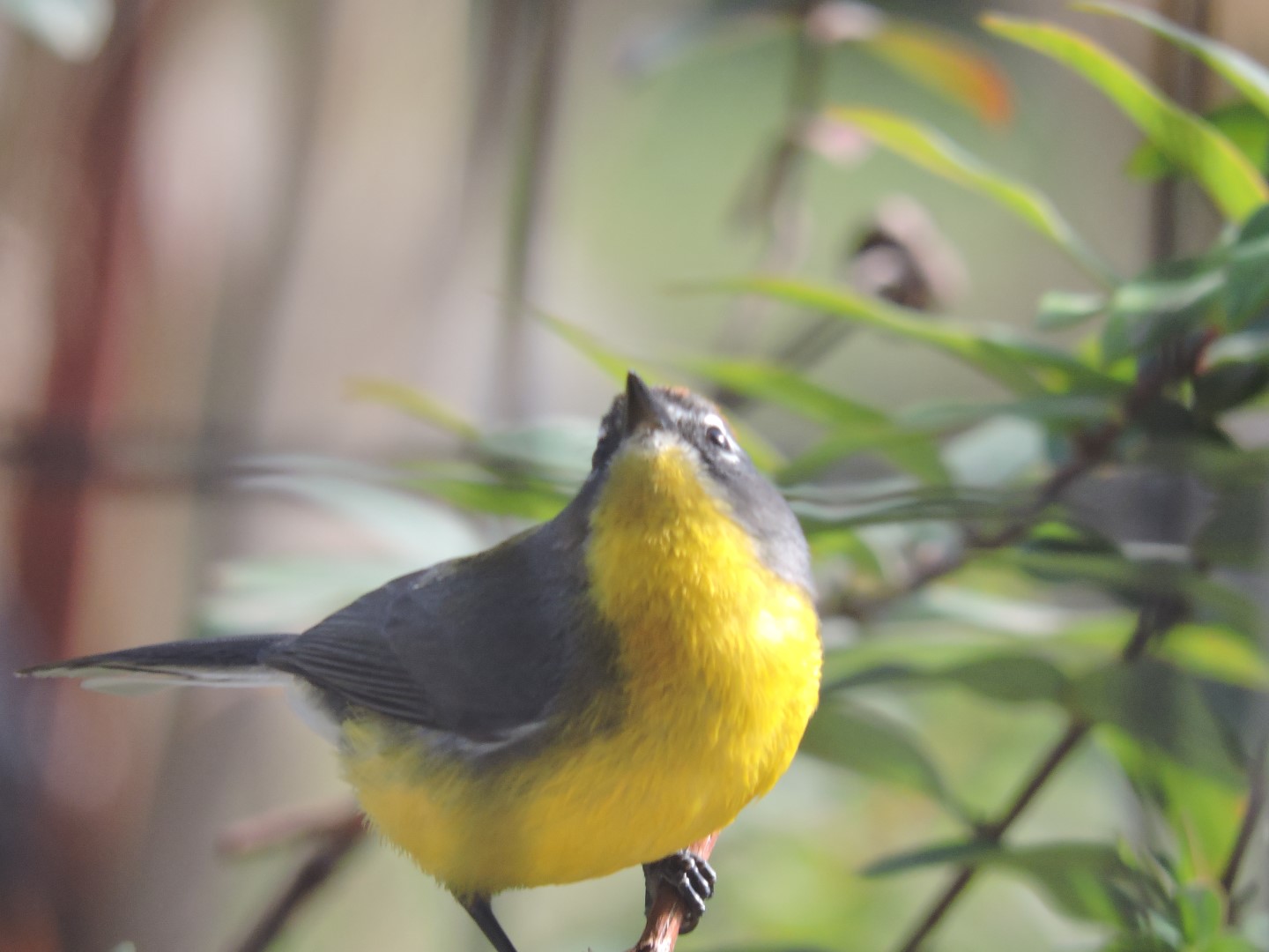 Brown-capped Redstart