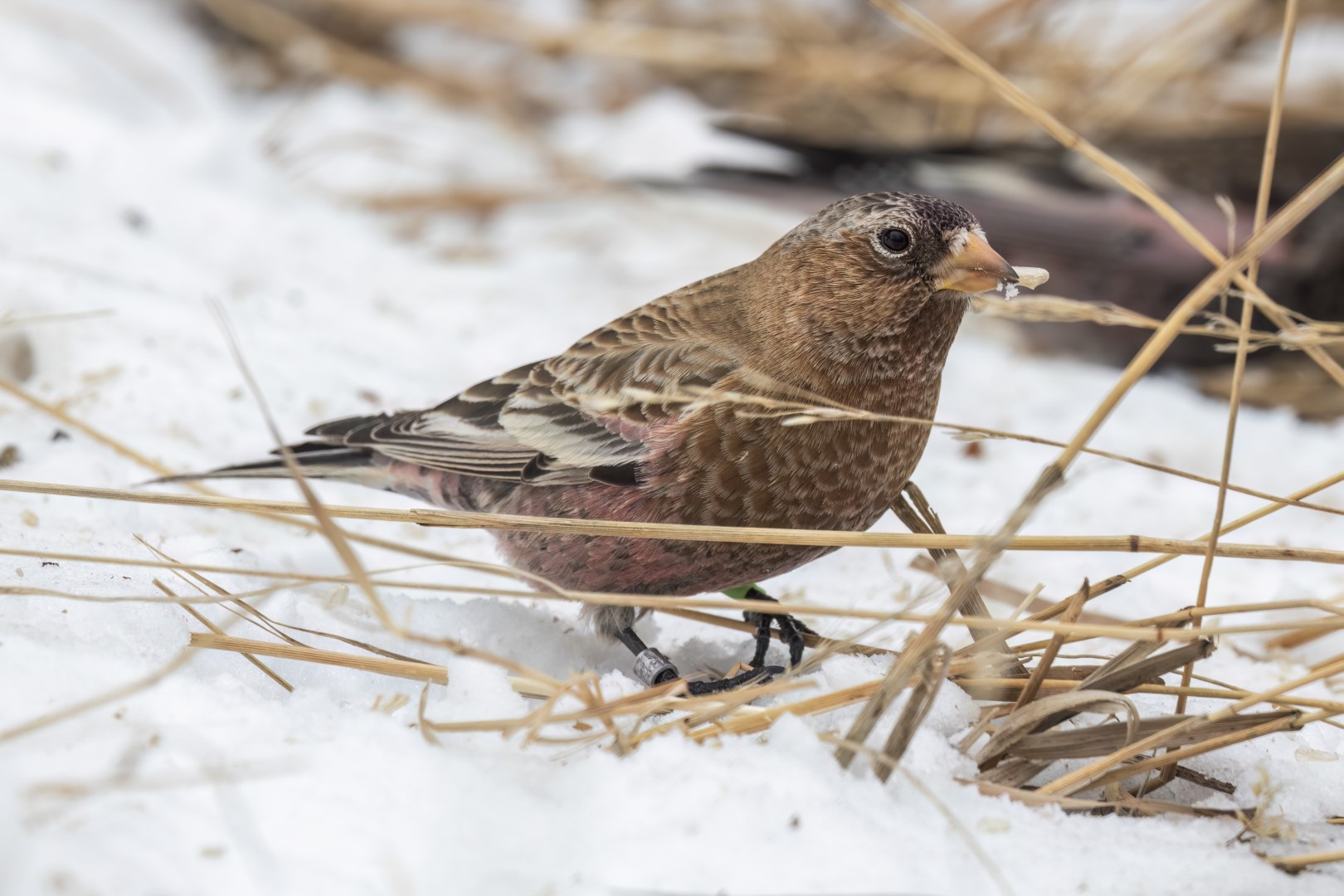 Brown-capped Rosy-Finch