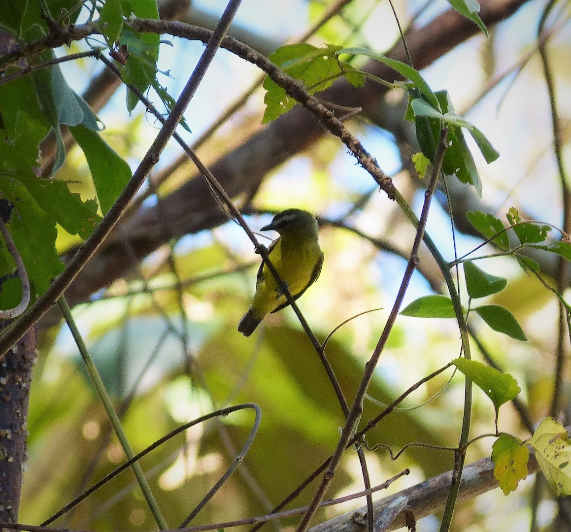 Brown-capped Tyrannulet
