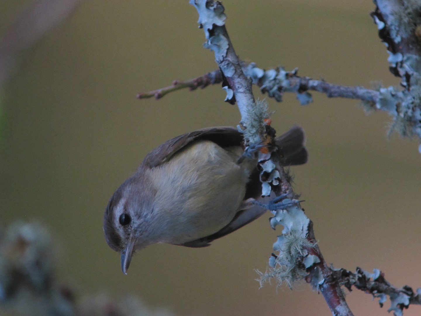 Brown-capped Vireo