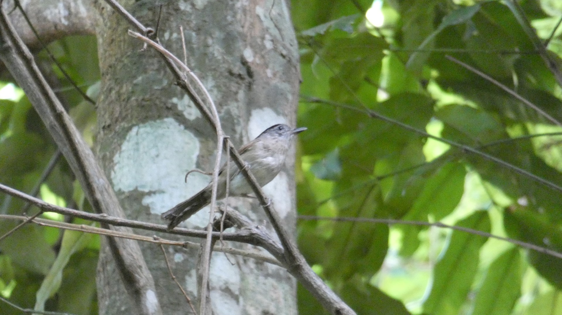 Brown-cheeked Fulvetta