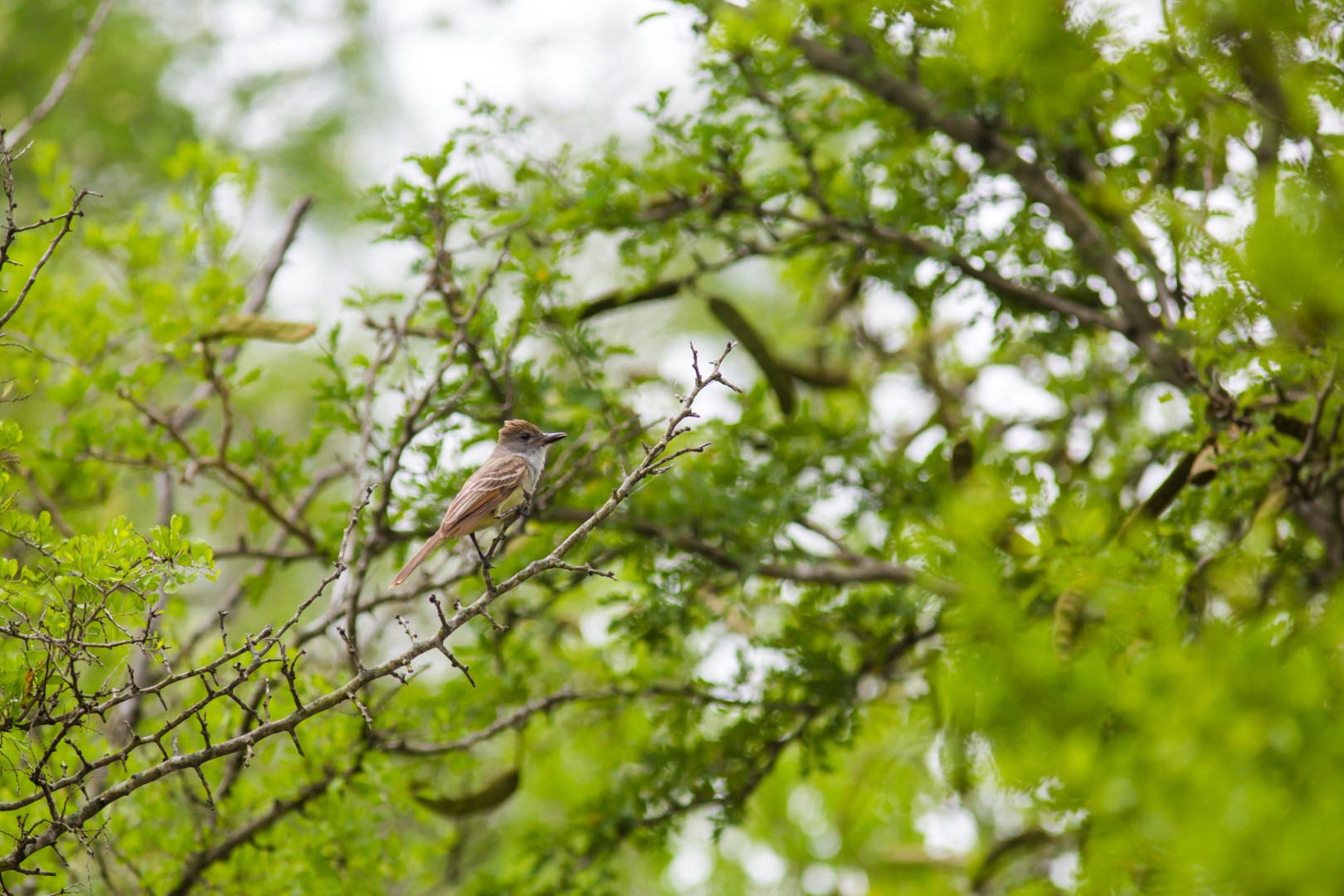 Brown-crested Flycatcher