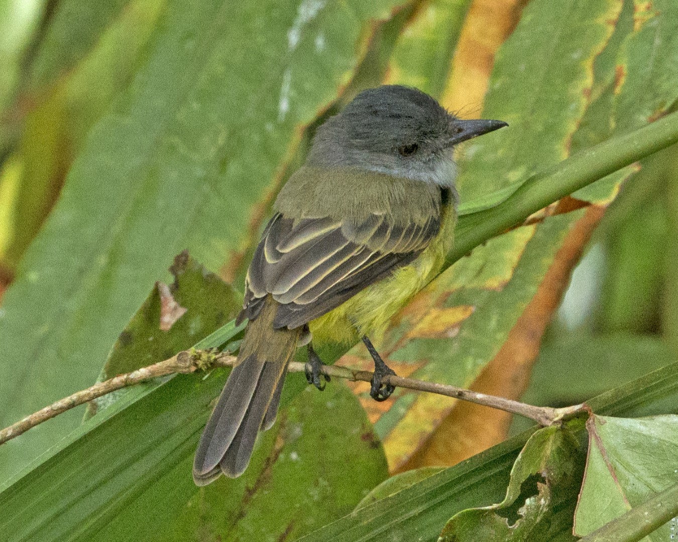 Brown-crested Flycatcher
