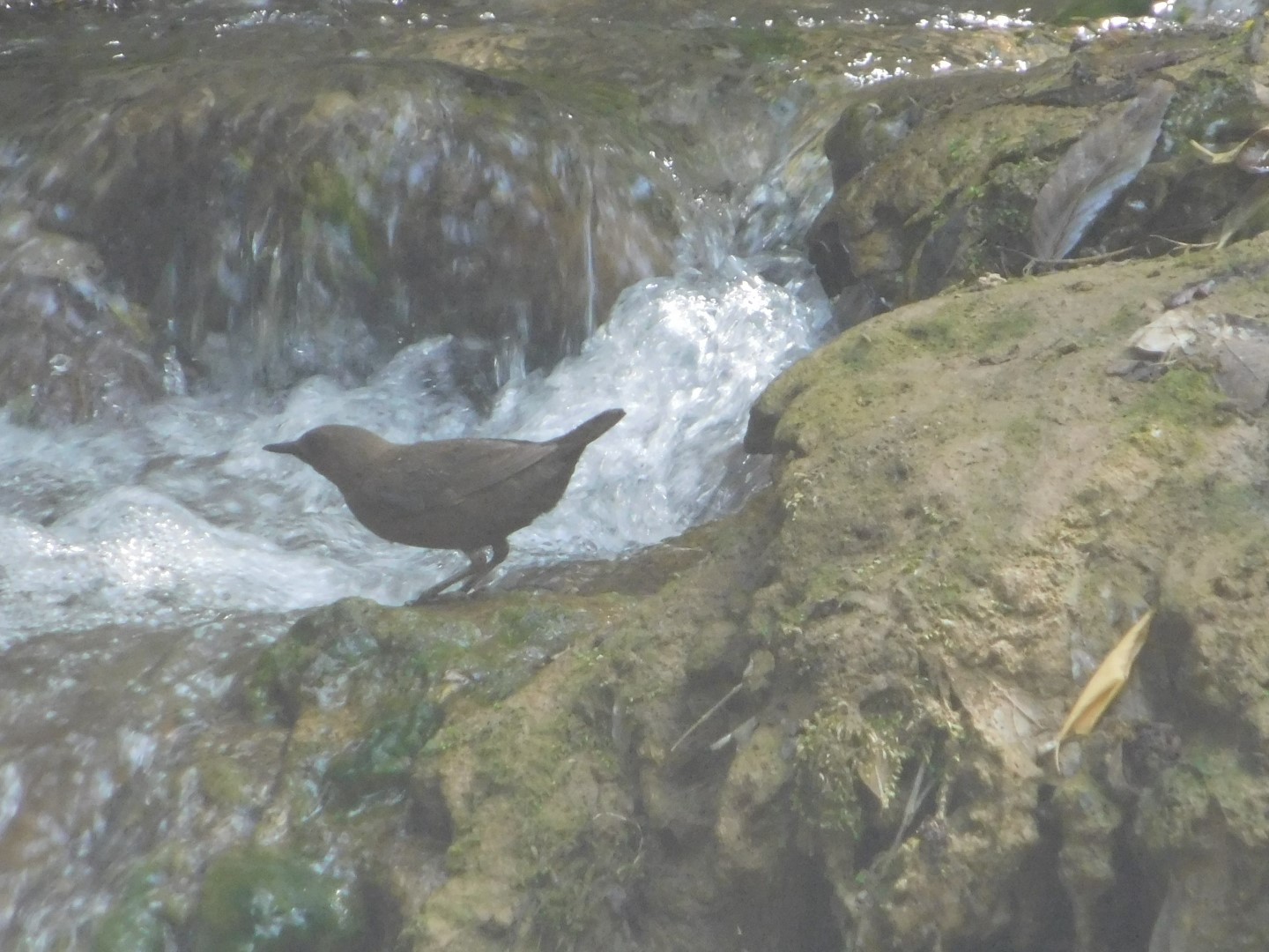 Brown Dipper