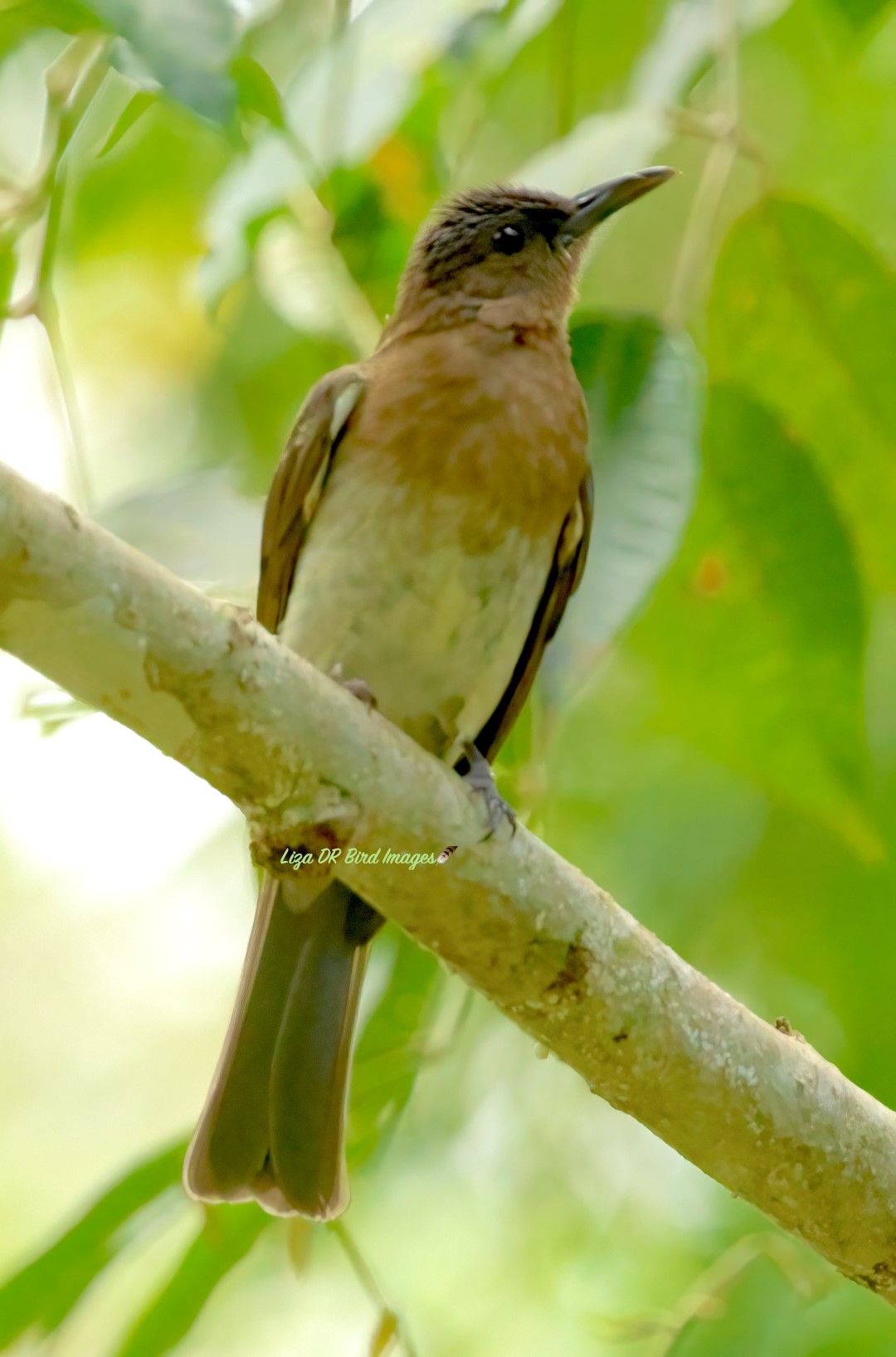 Brown-eared Bulbul