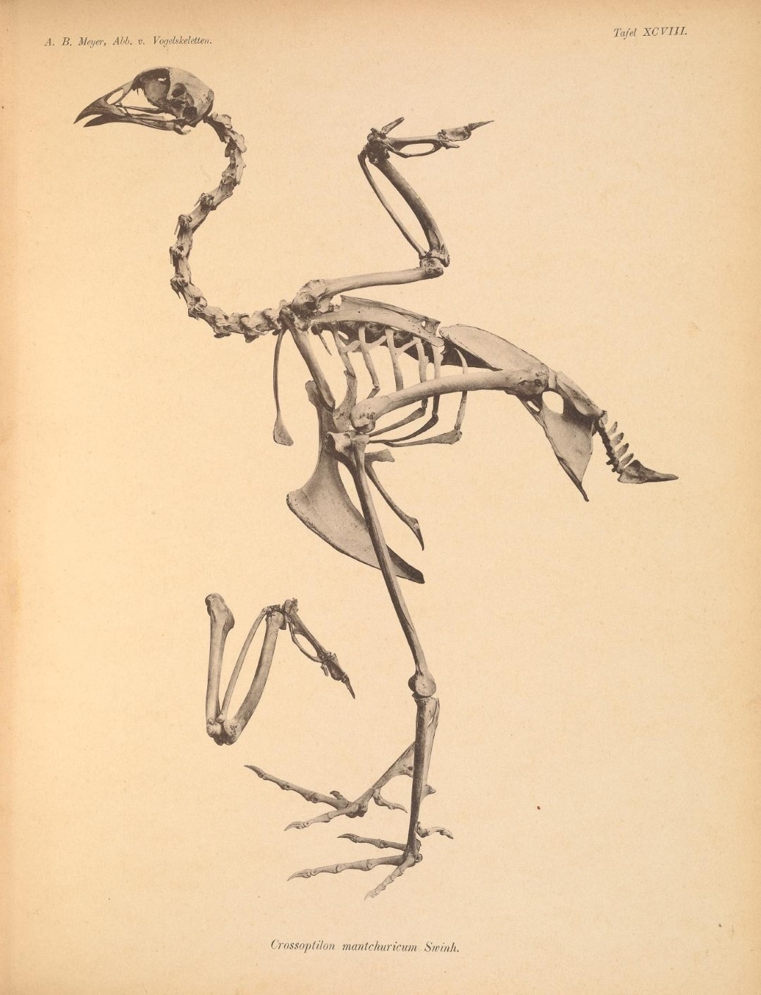 Brown Eared Pheasant