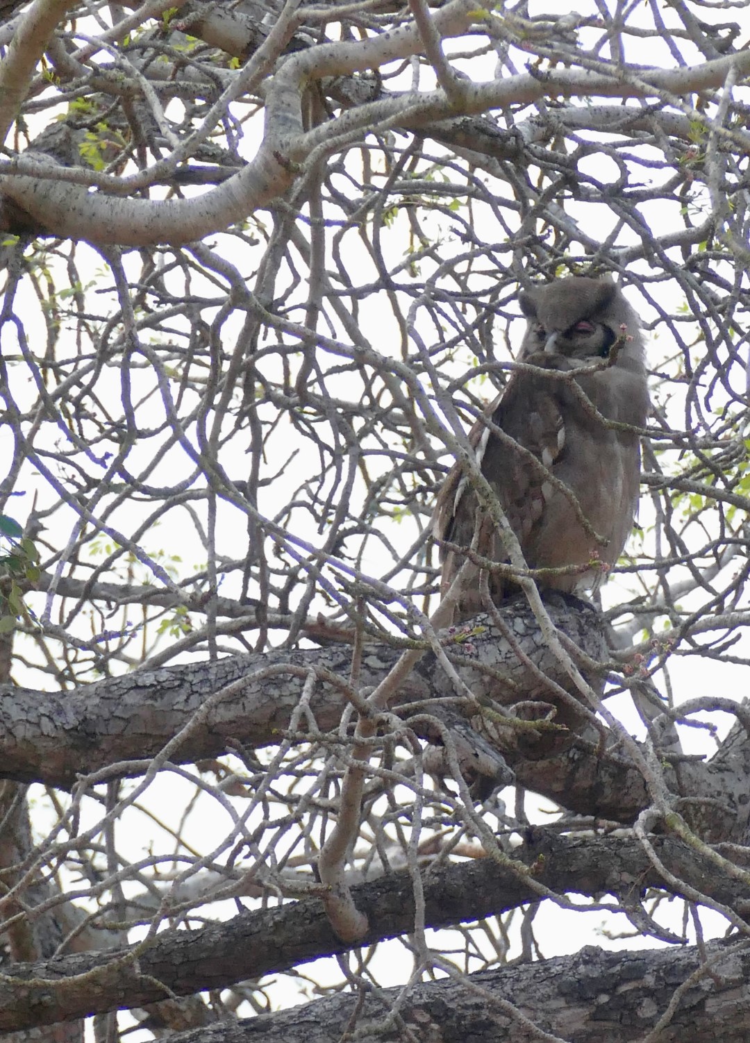 Brown Fish Owl