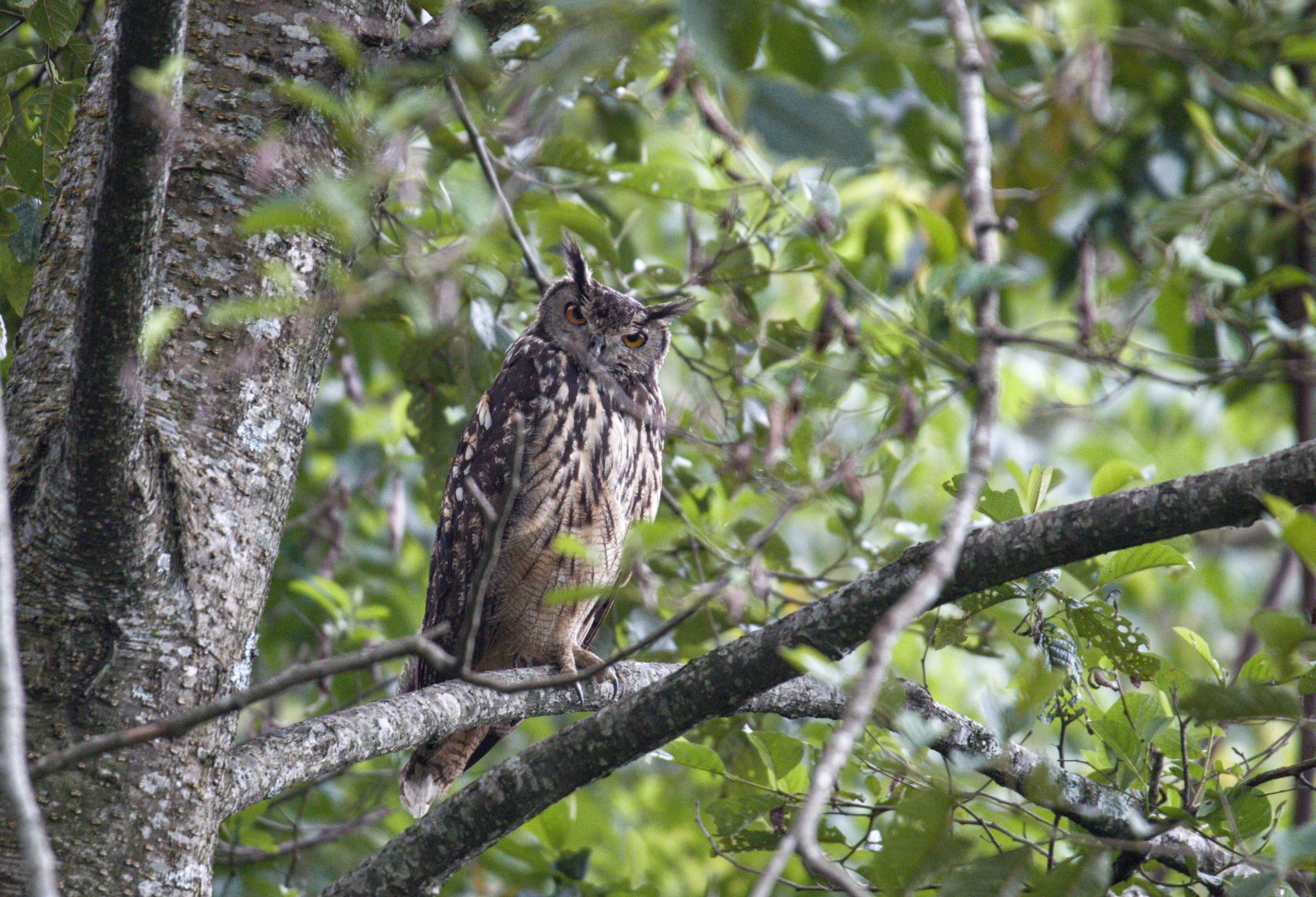 Brown Fish Owl