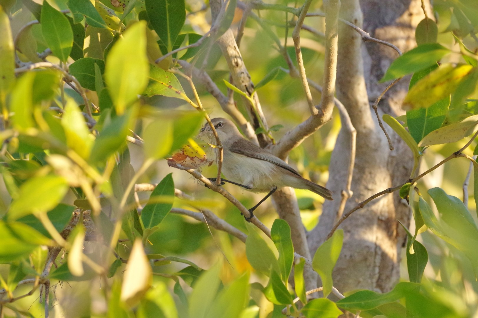 Brown Gerygone