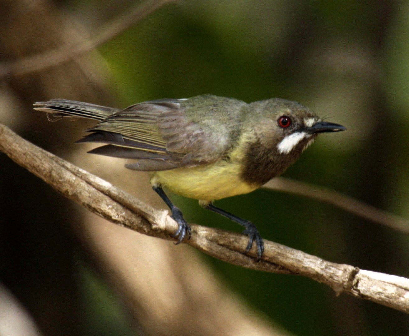 Brown Gerygone
