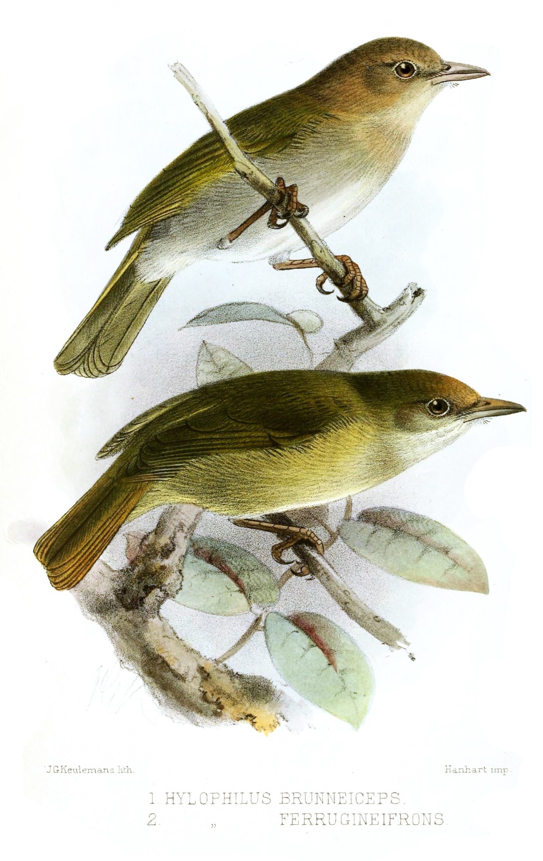 Brown-headed Greenlet