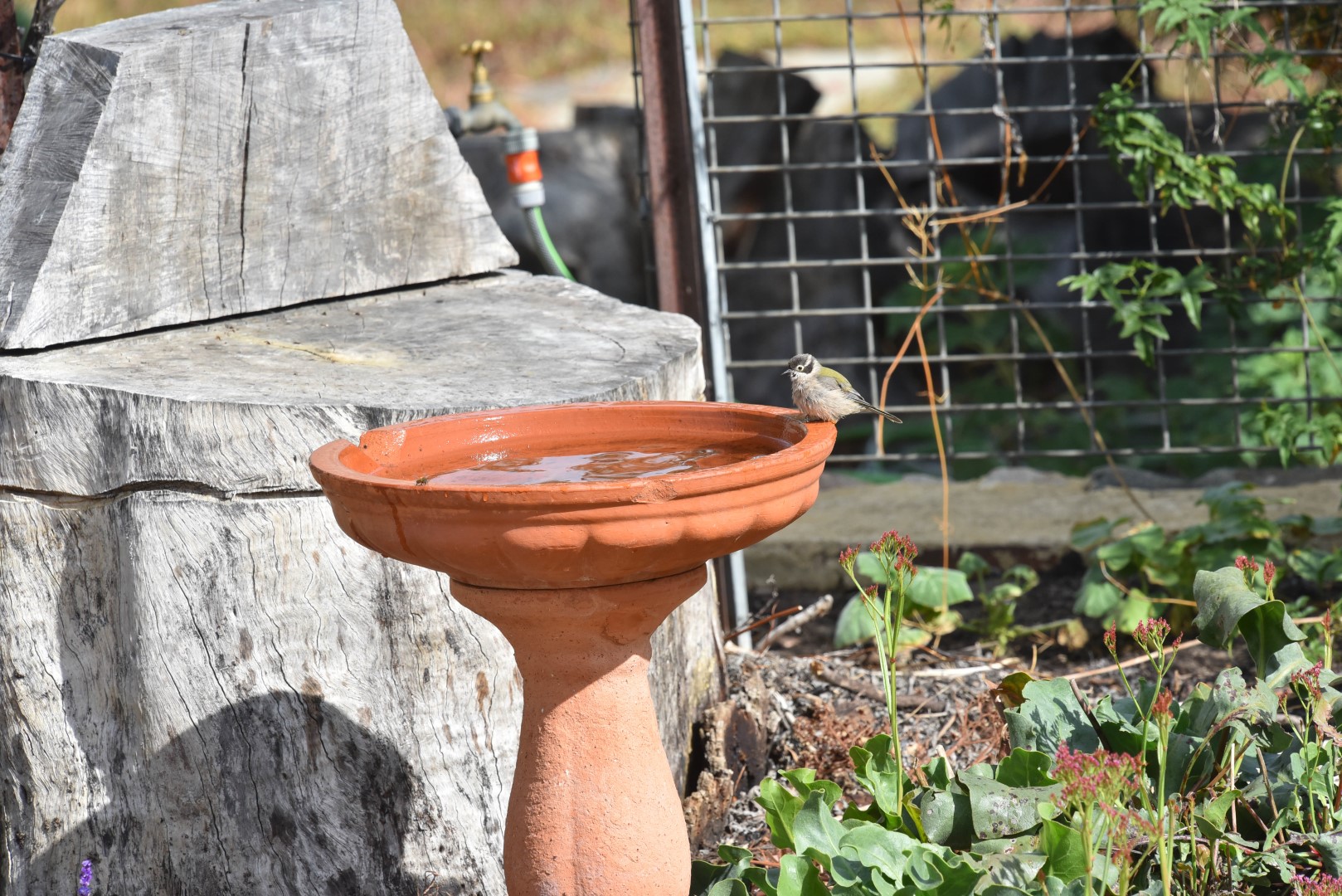 Brown-headed Honeyeater