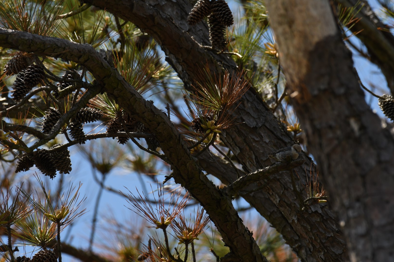 Brown-headed Nuthatch