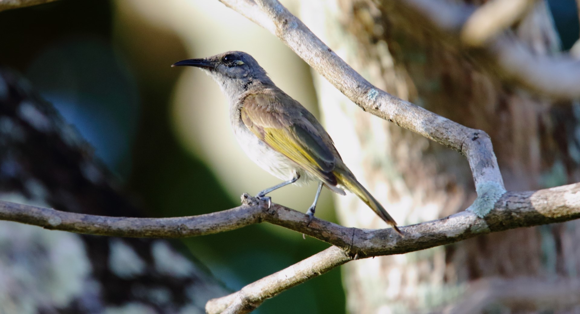 Brown Honeyeater