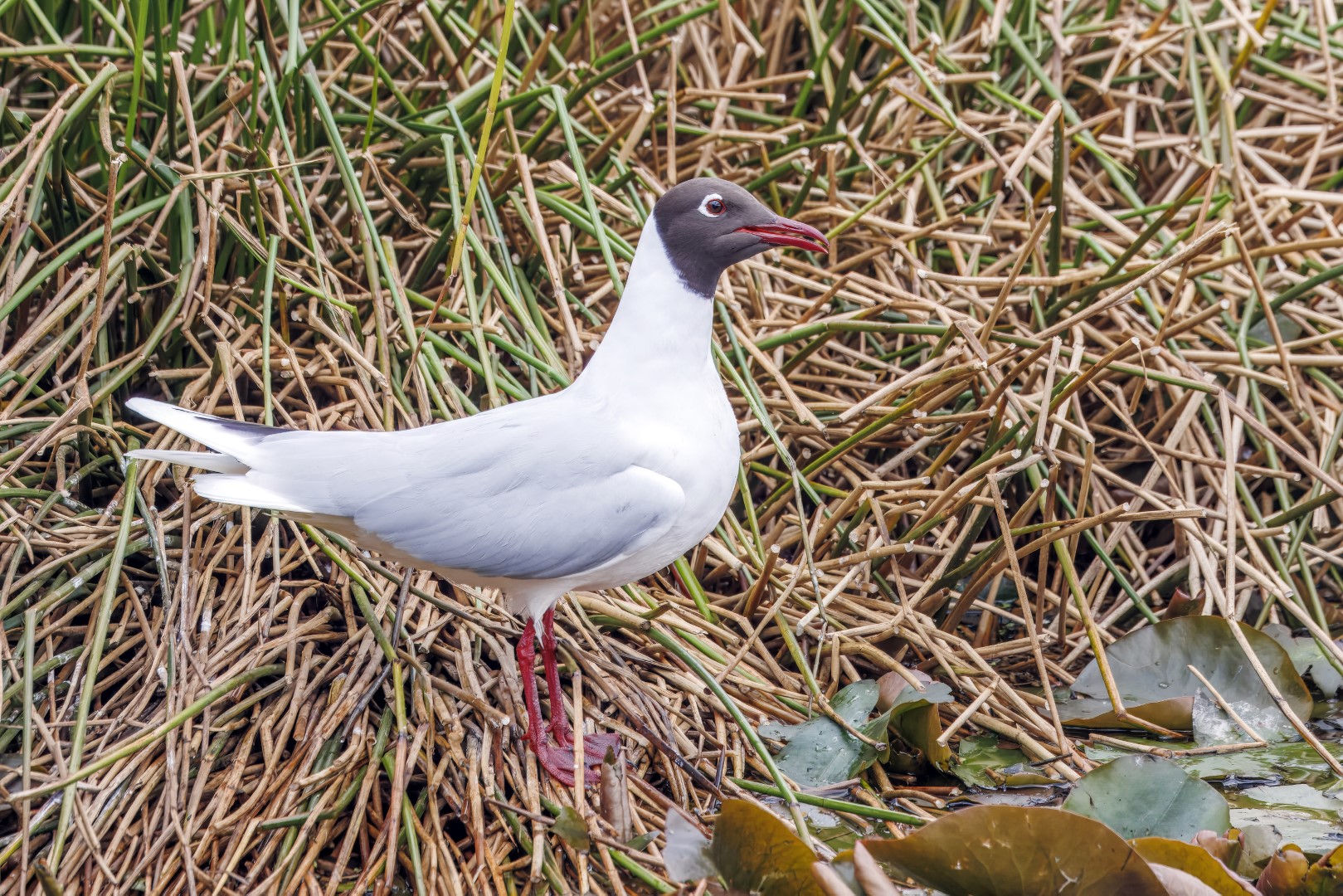Brown-hooded Gull