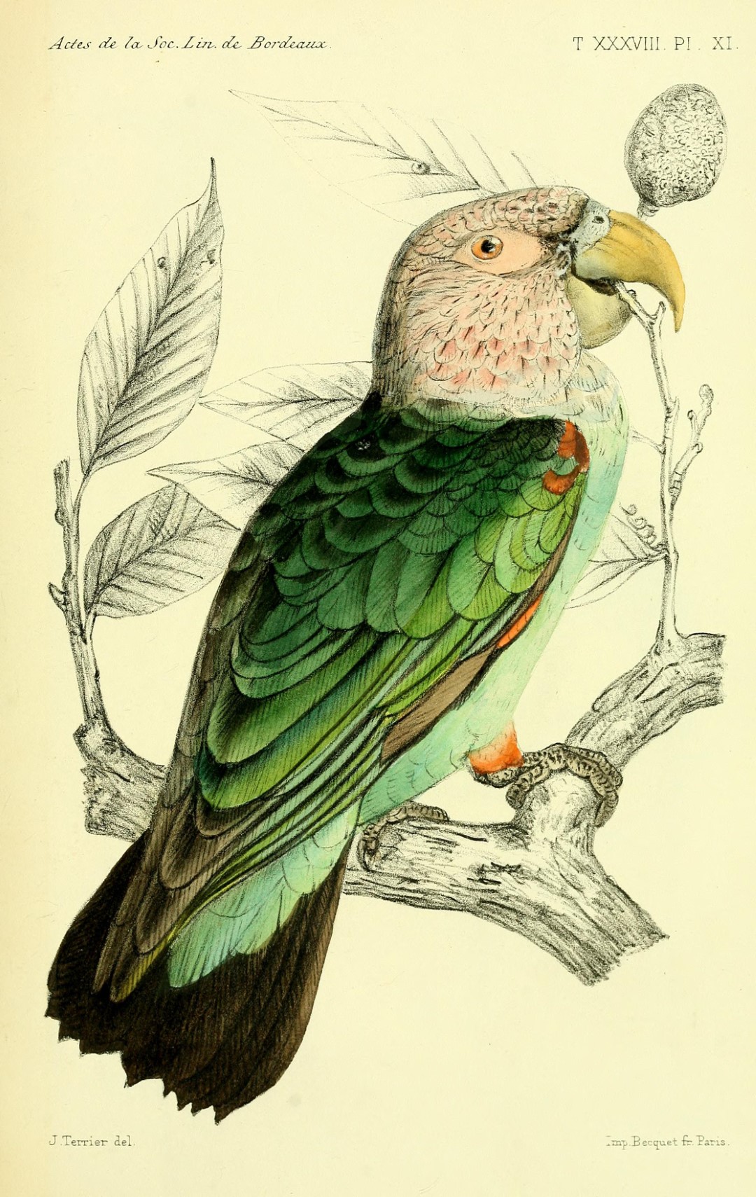 Brown-necked Parrot