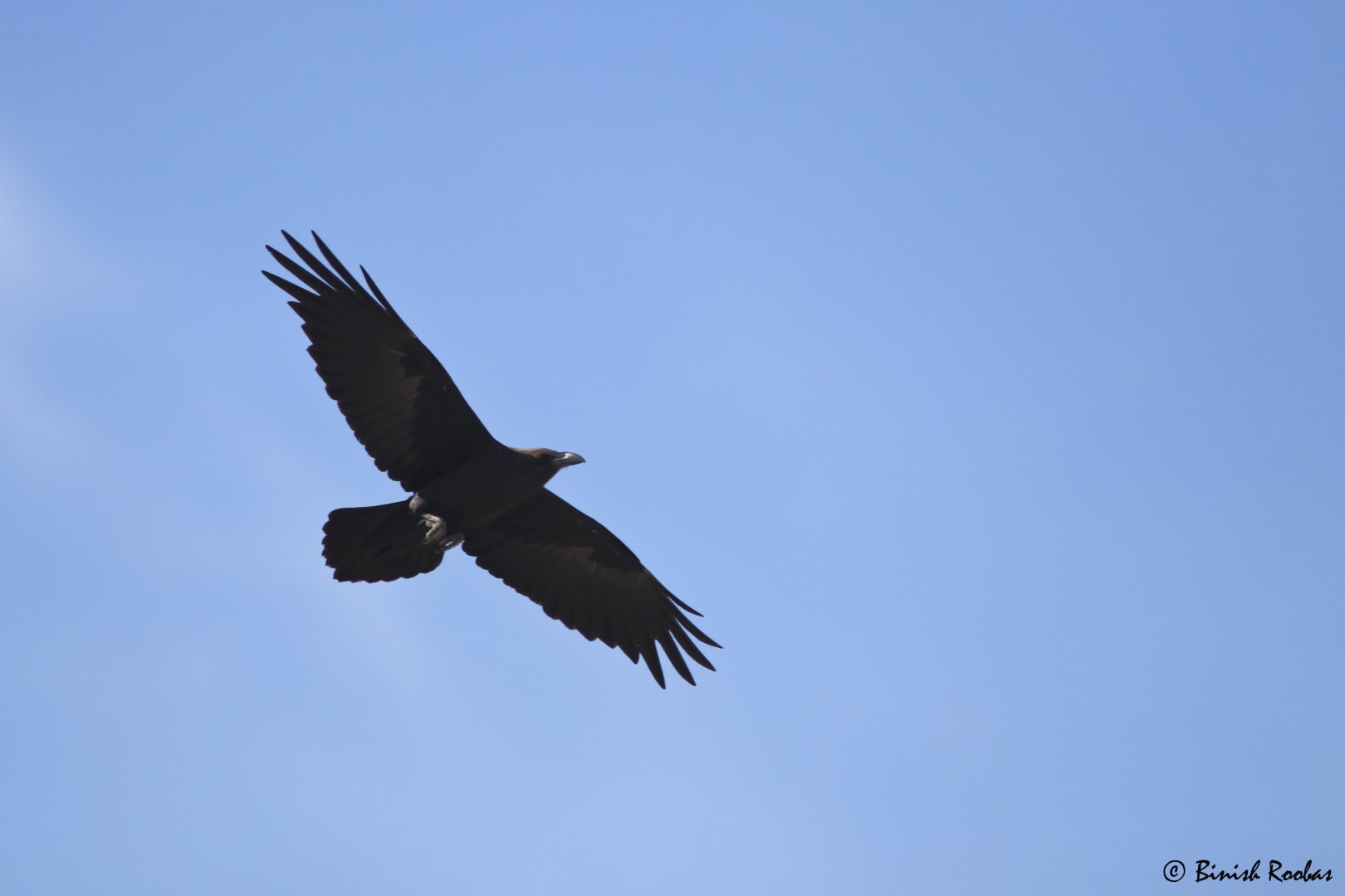 Brown-necked Raven