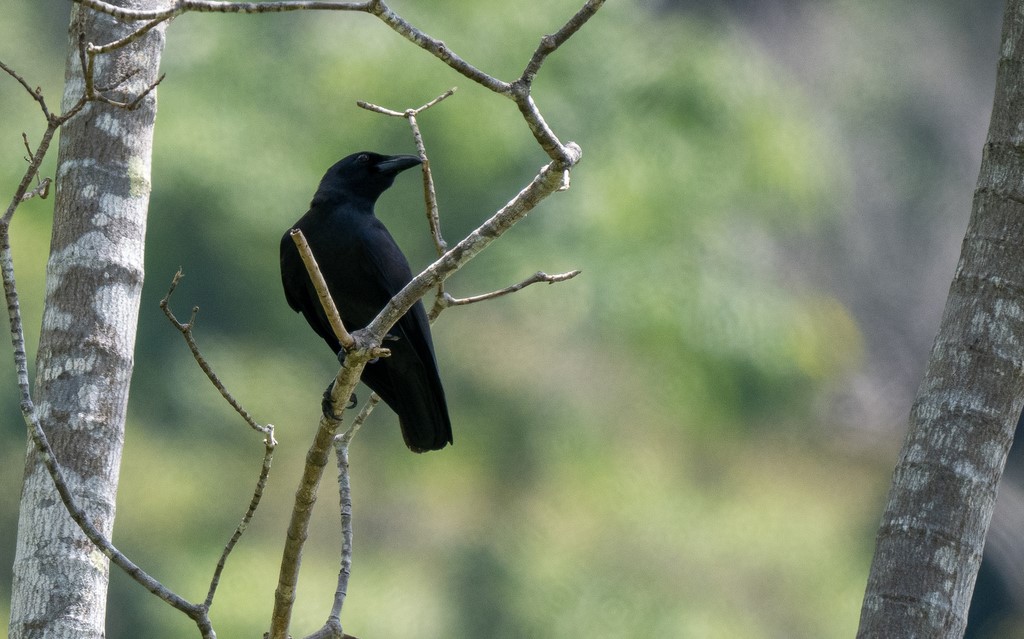 Brown-necked Raven