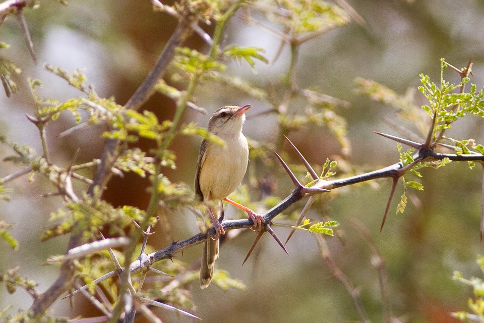 Brown Prinia