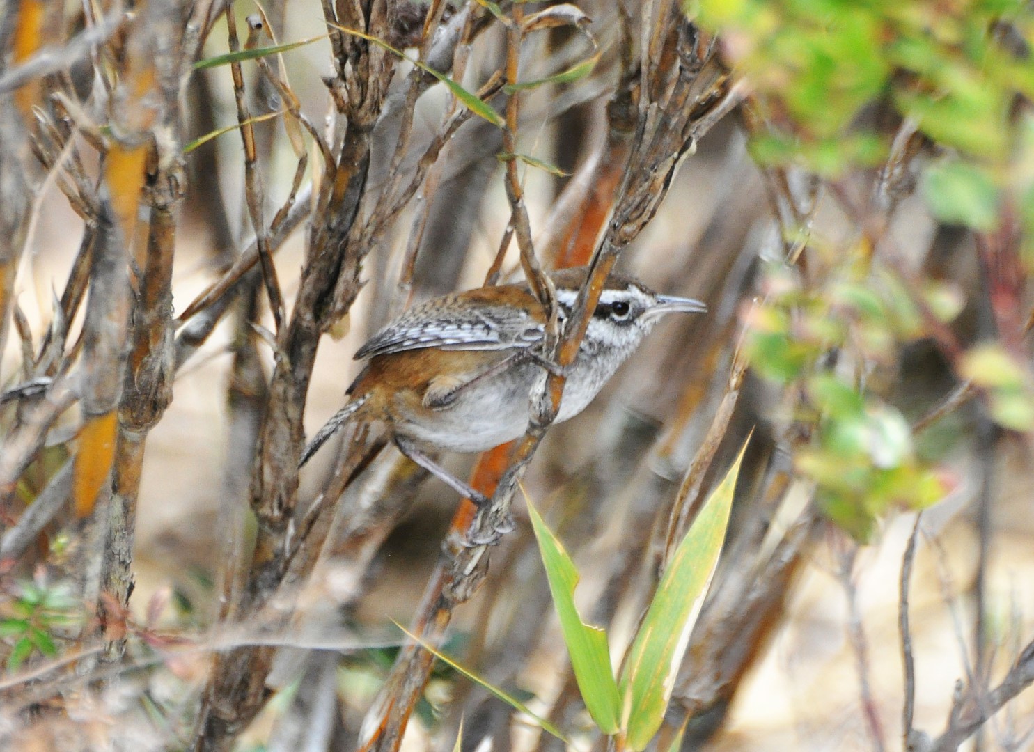 Brown's Wood-Wren