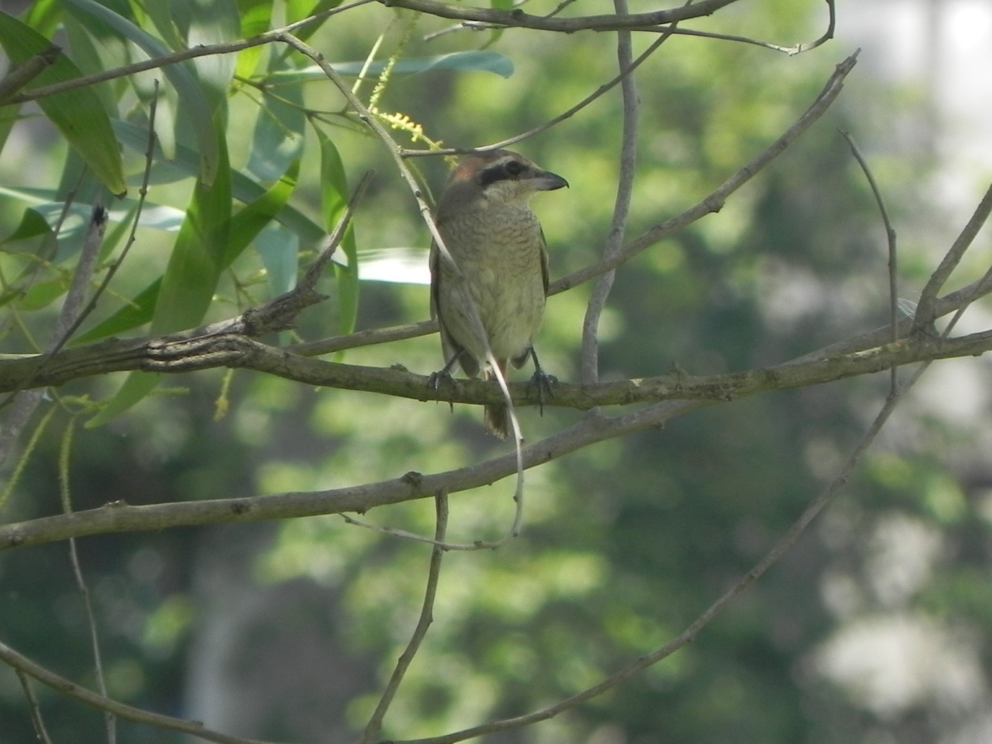 Brown Shrike