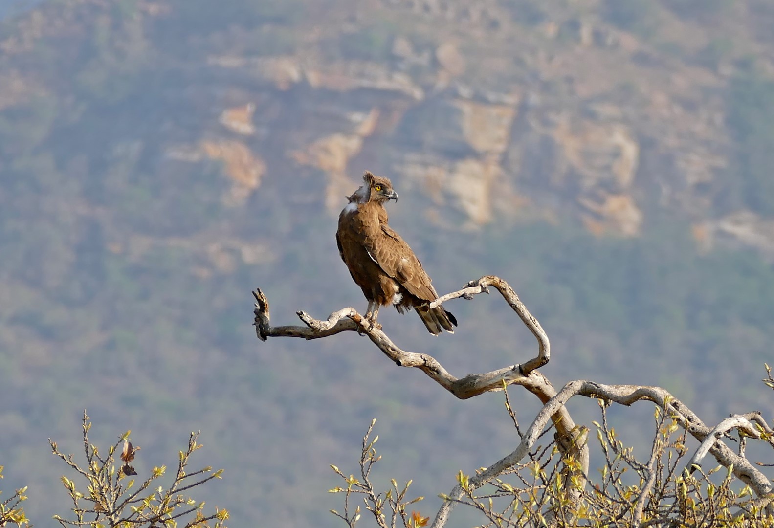 Brown Snake Eagle