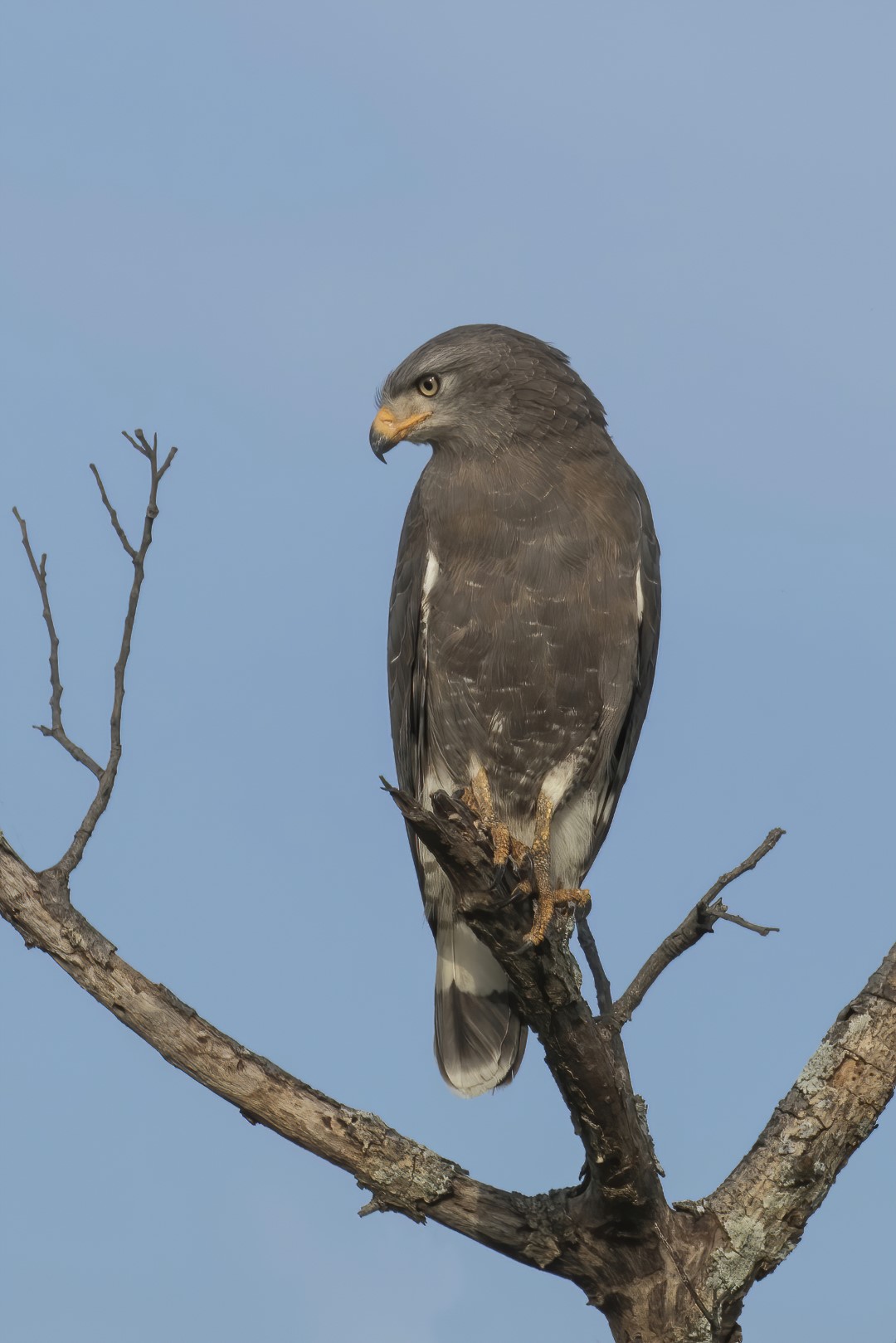 African Snake Eagle