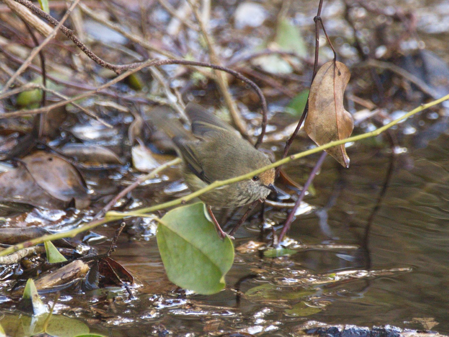 Brown Thornbill