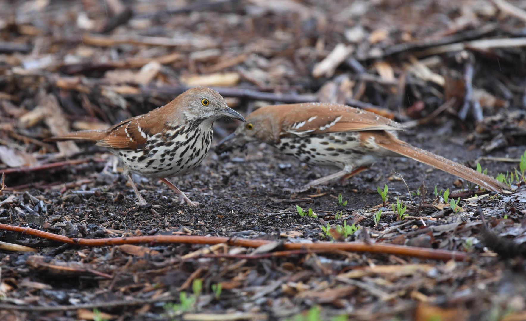 Brown Thrasher