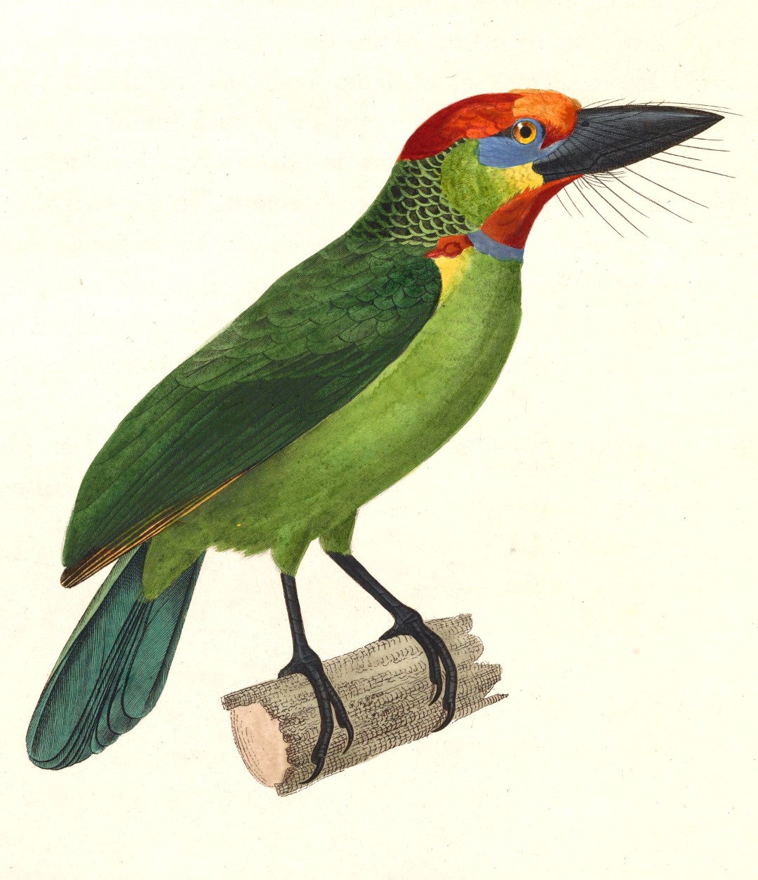 Brown-throated Barbet