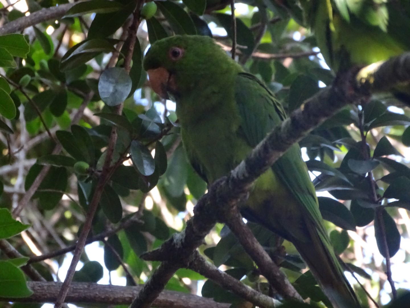 Brown-throated Parakeet