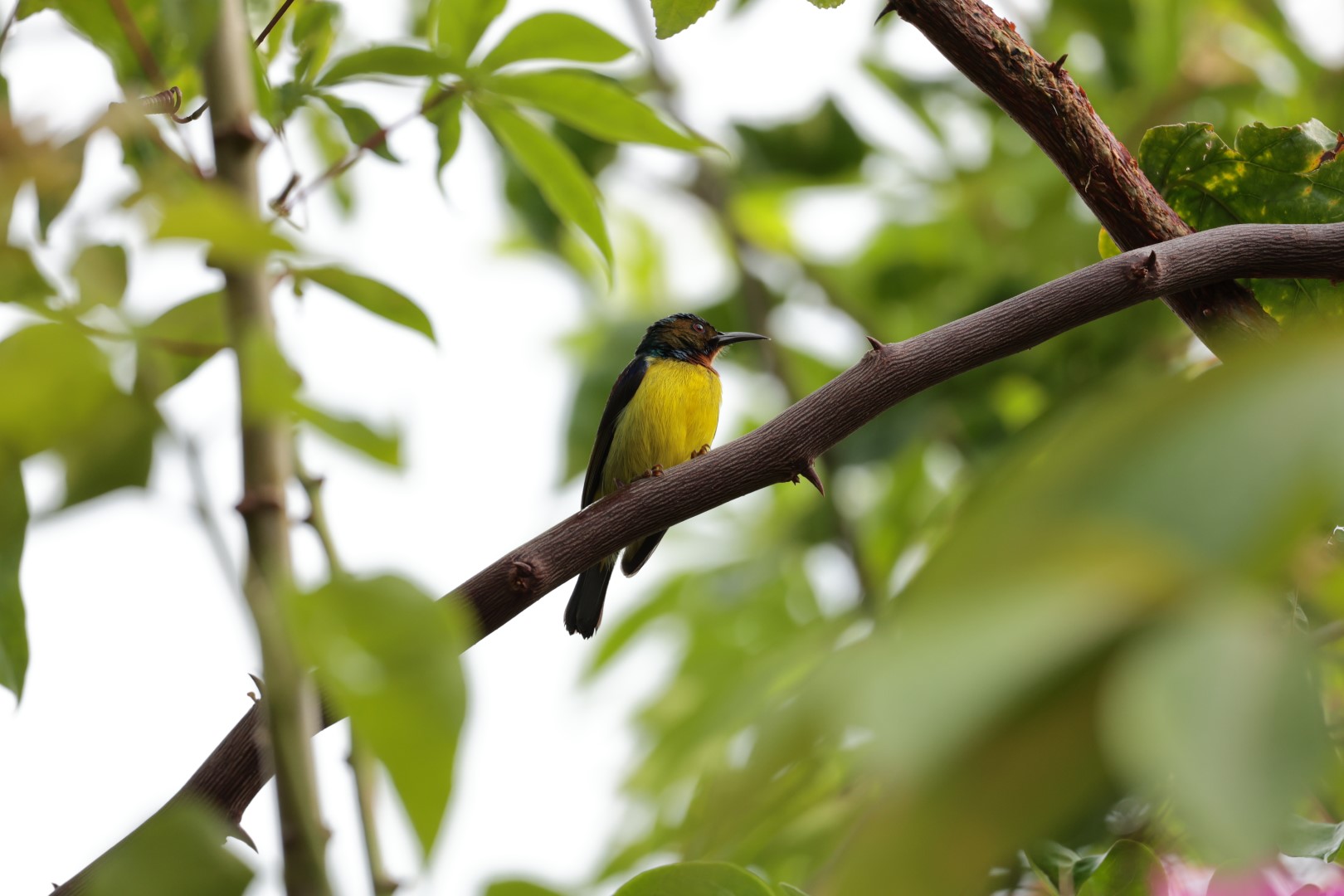 Brown-throated Sunbird