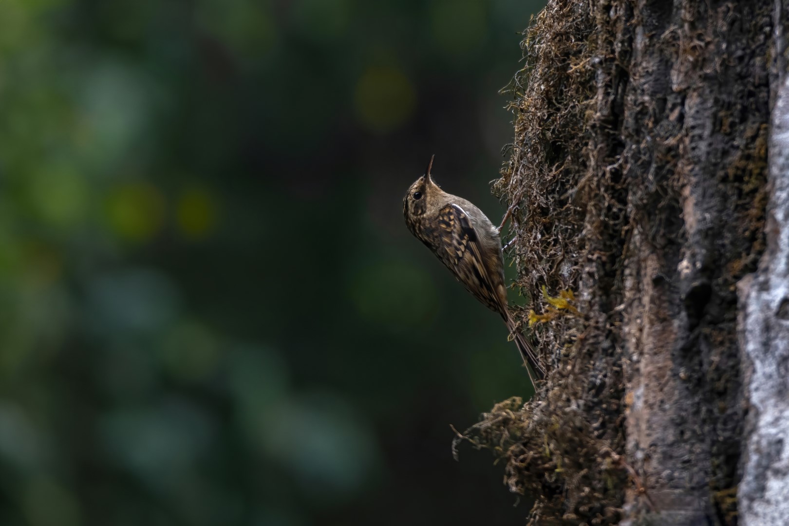 Brown-throated Tree-creeper