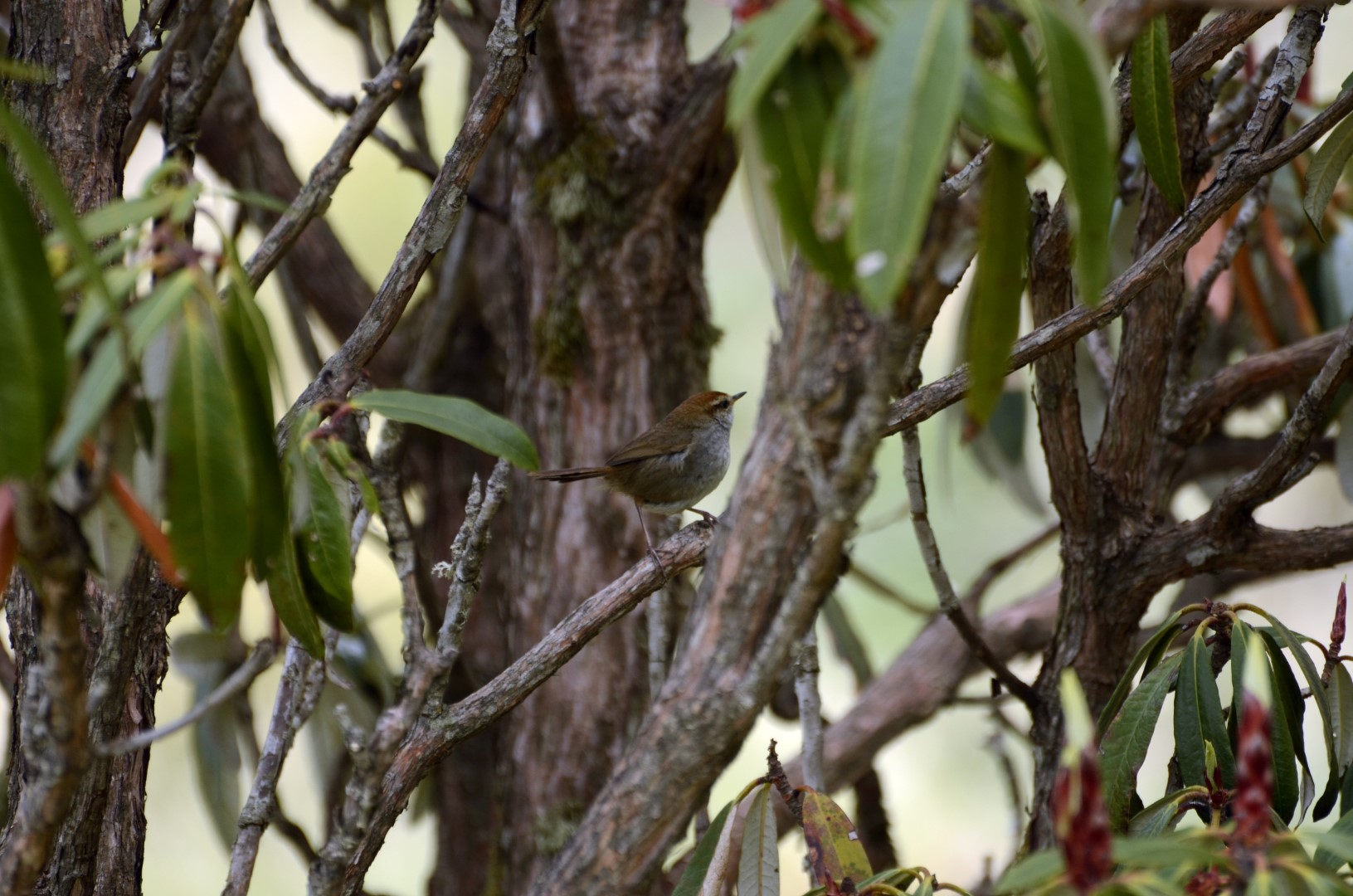 Brownish-flanked Bush Warbler