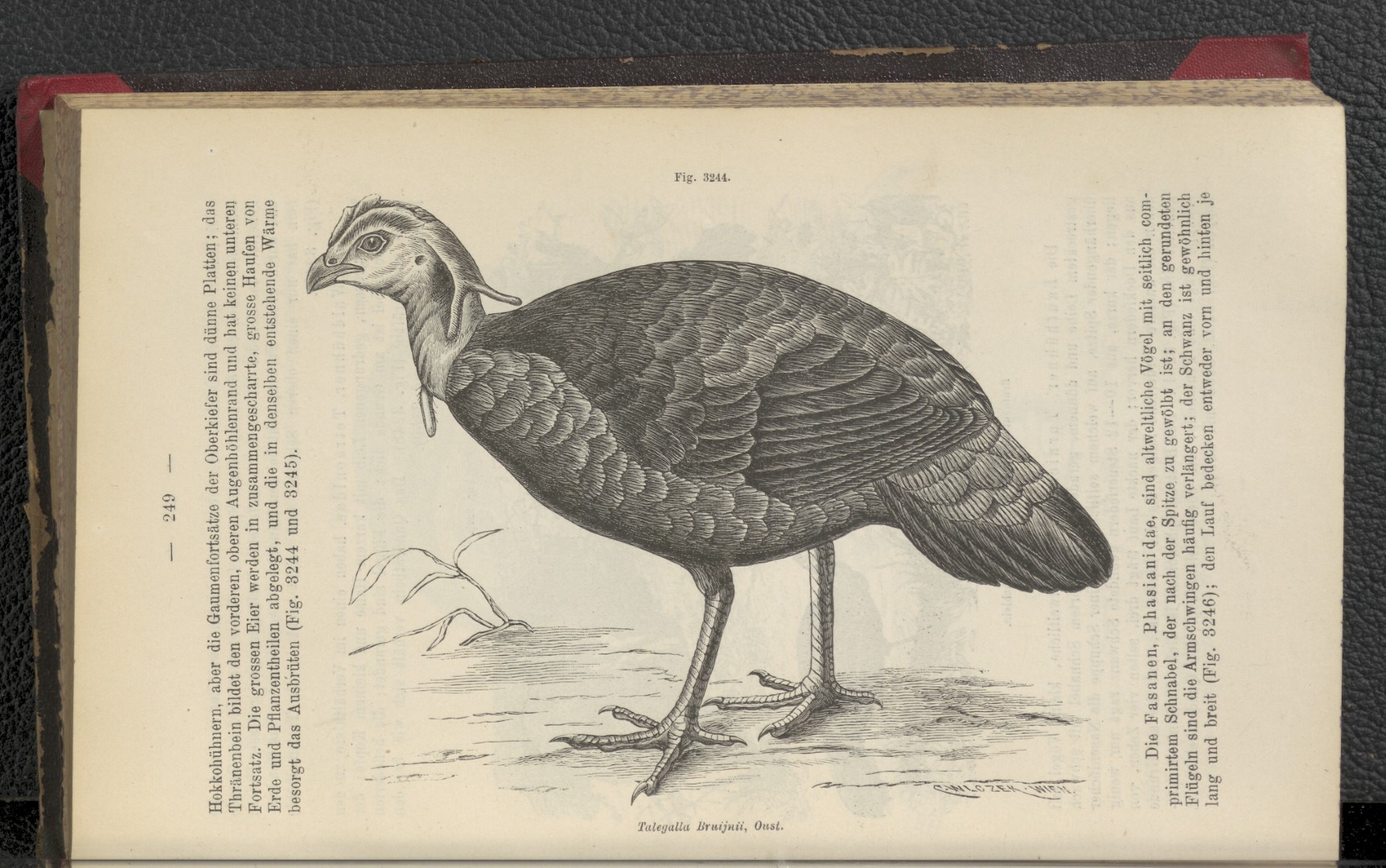 Bruijn's Brush-turkey