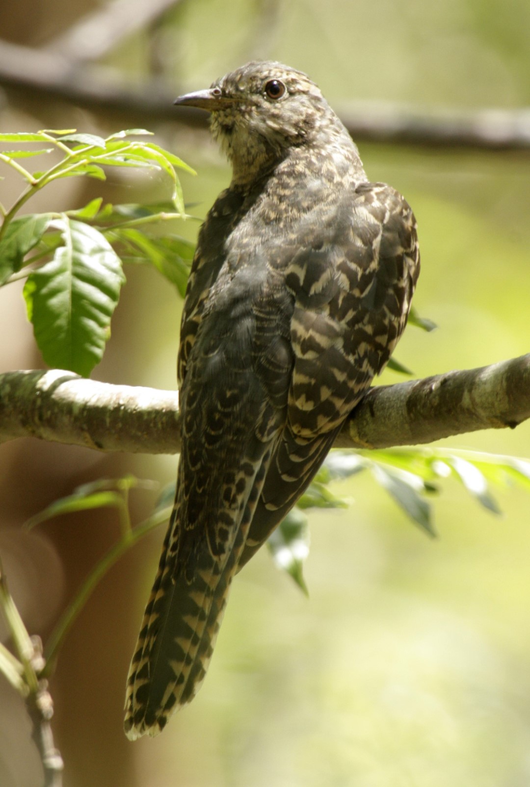 Brush Cuckoo