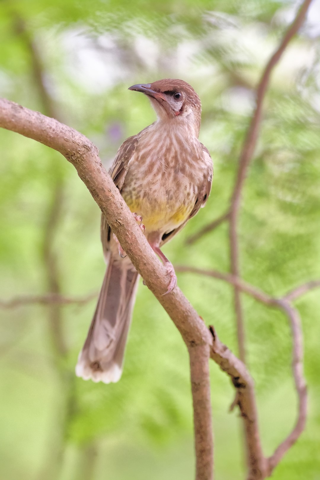 Brush Wattlebird