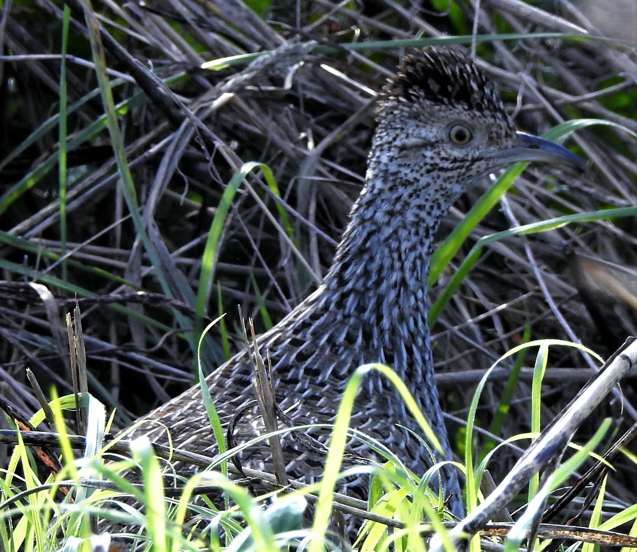 Brushland Tinamou