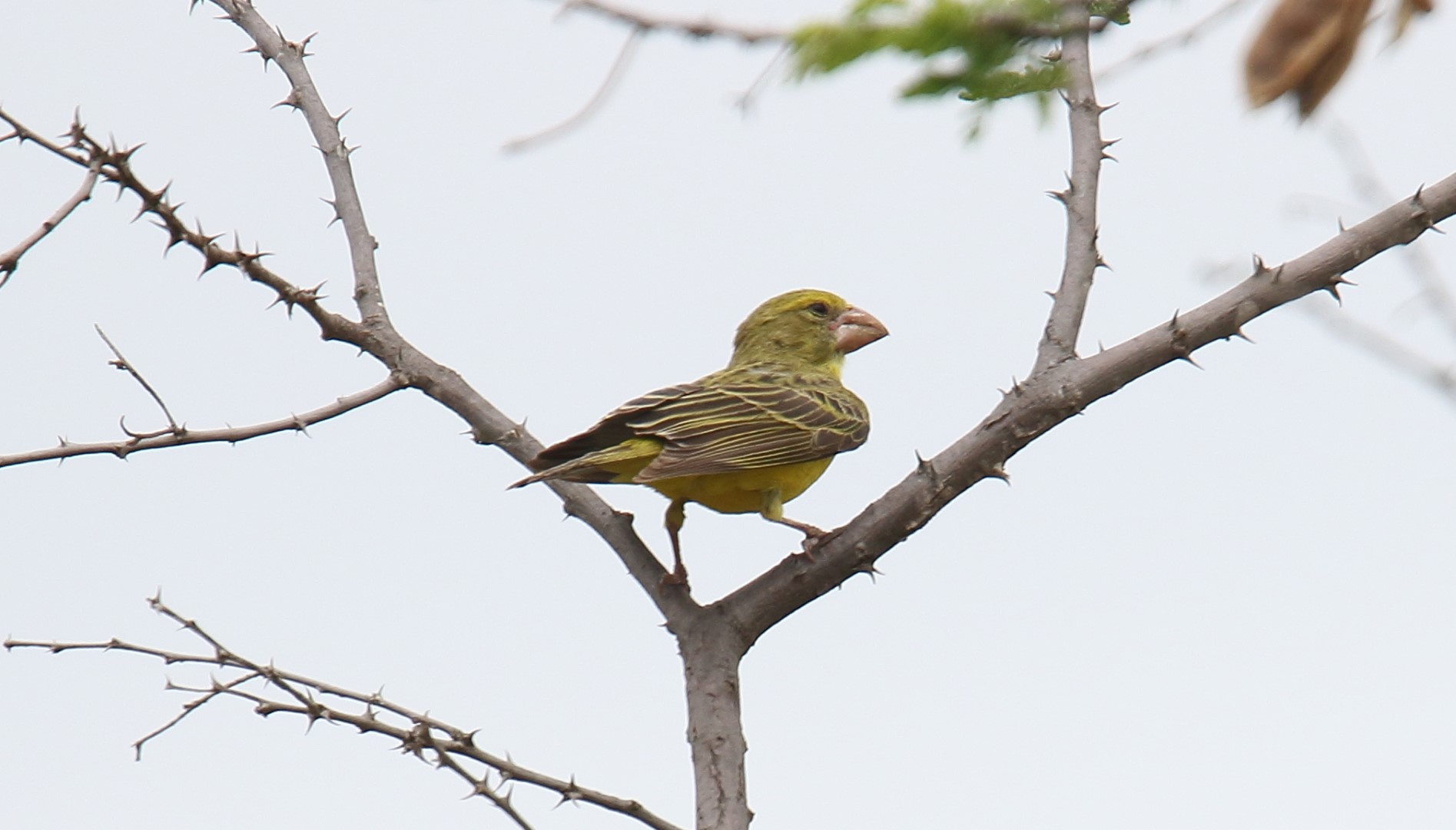 Buchanan's yellow canary