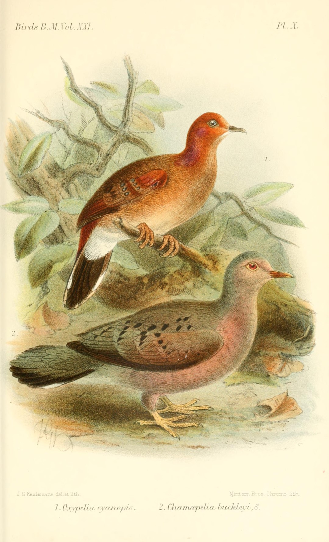 Buckley's Ground Dove