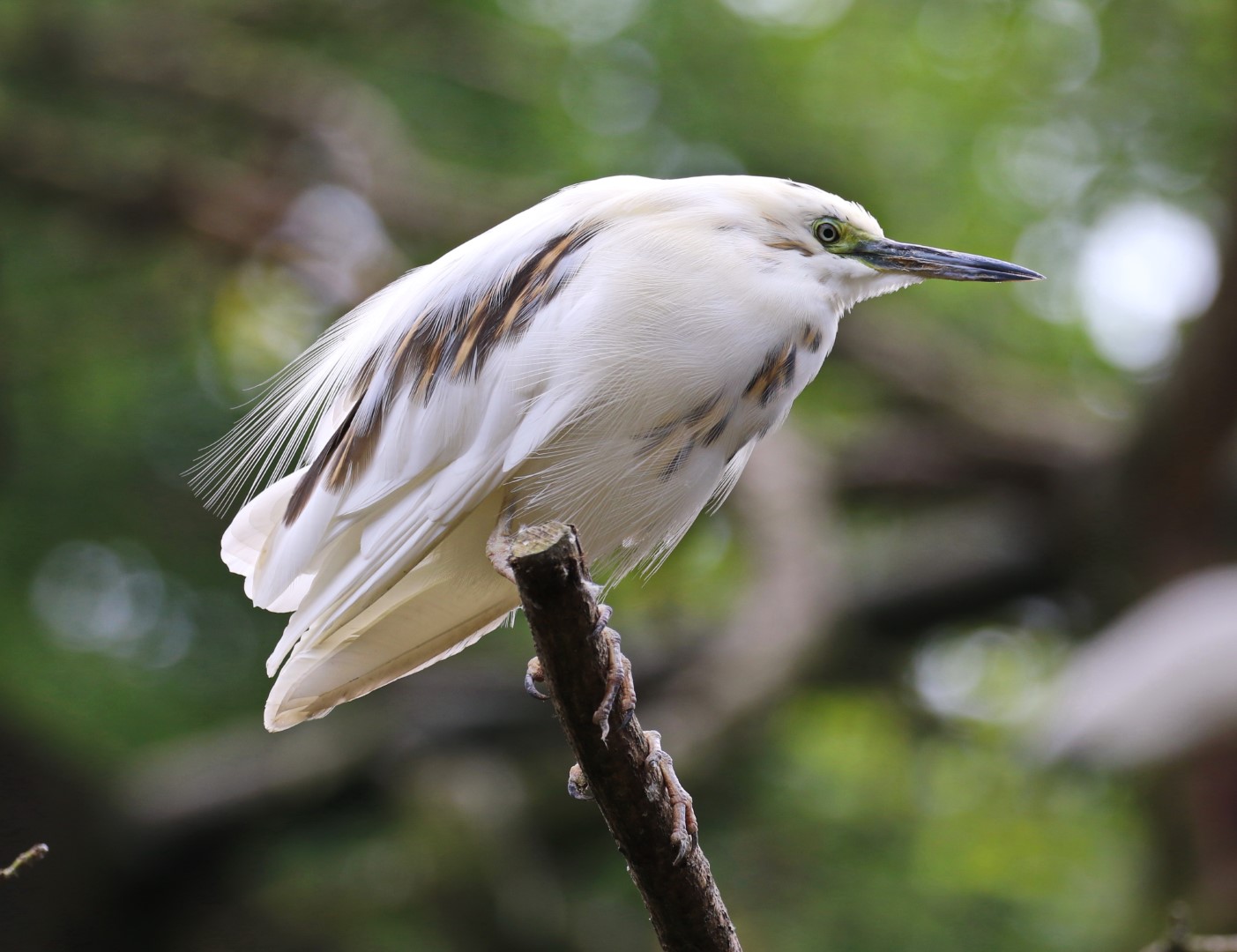 Buff-backed Heron