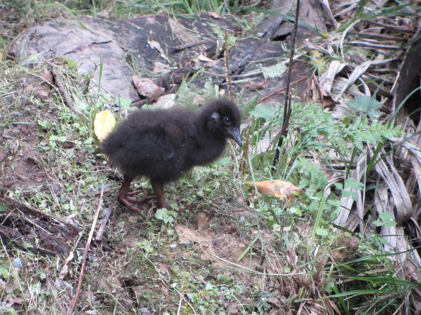Buff-banded Rail