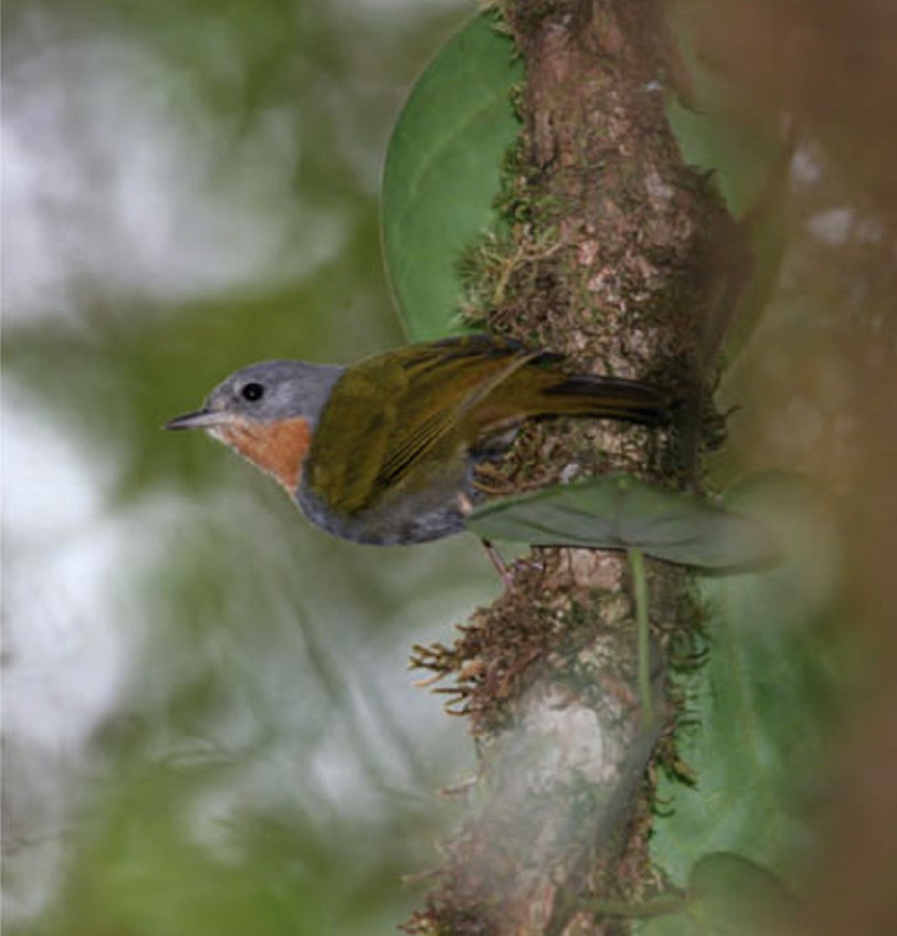 Buff-bellied Pipit