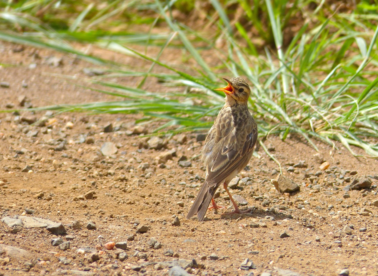 Buff-bellied Pipit