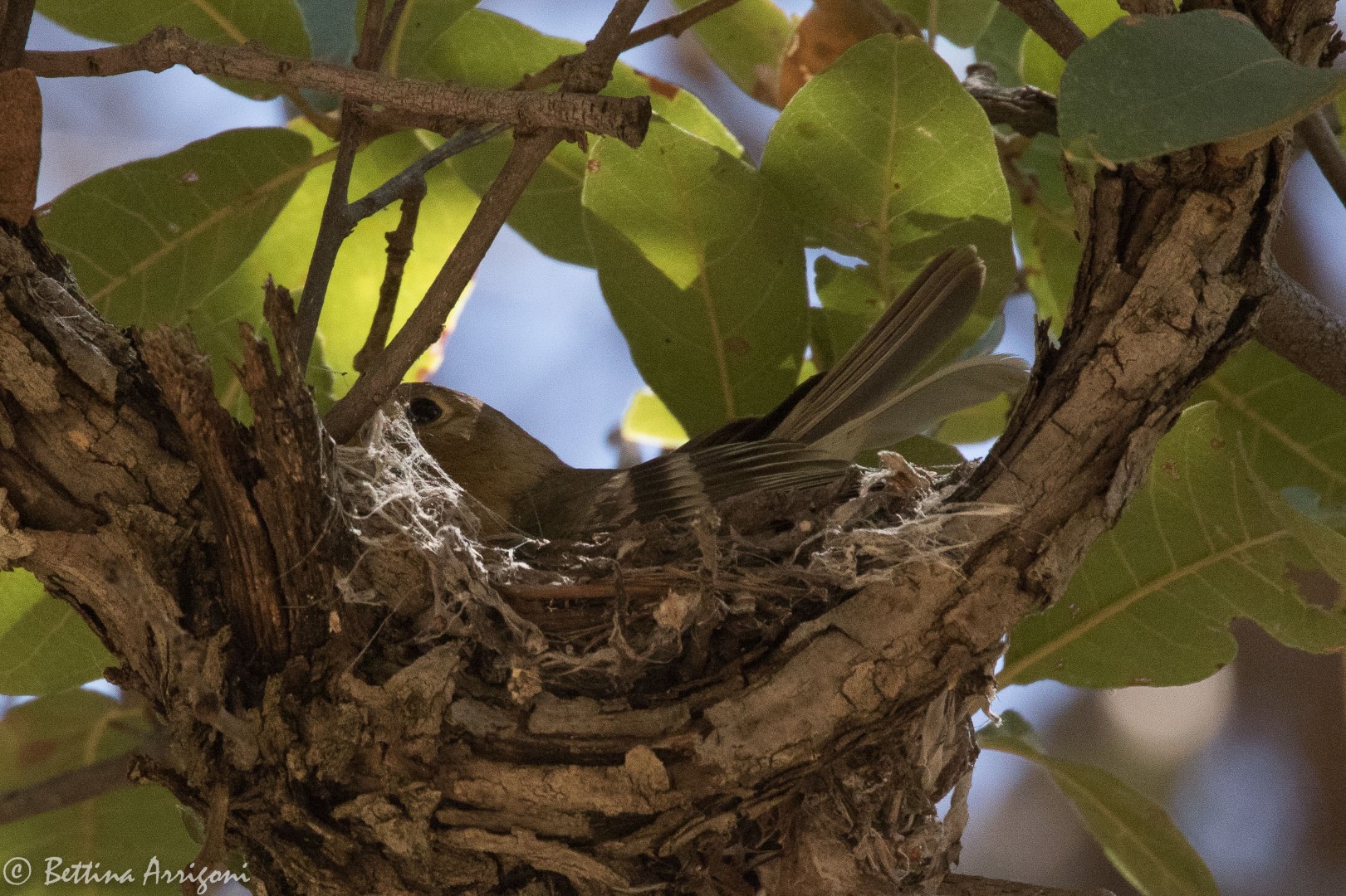 Buff-breasted Flycatcher