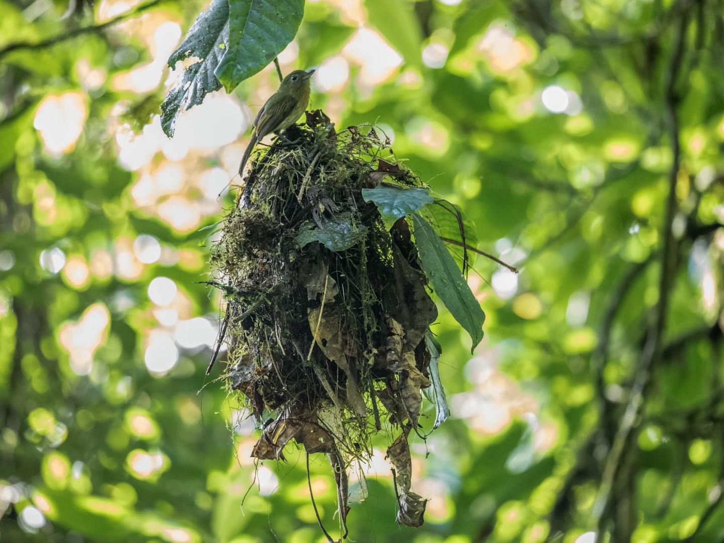 Buff-breasted Flycatcher
