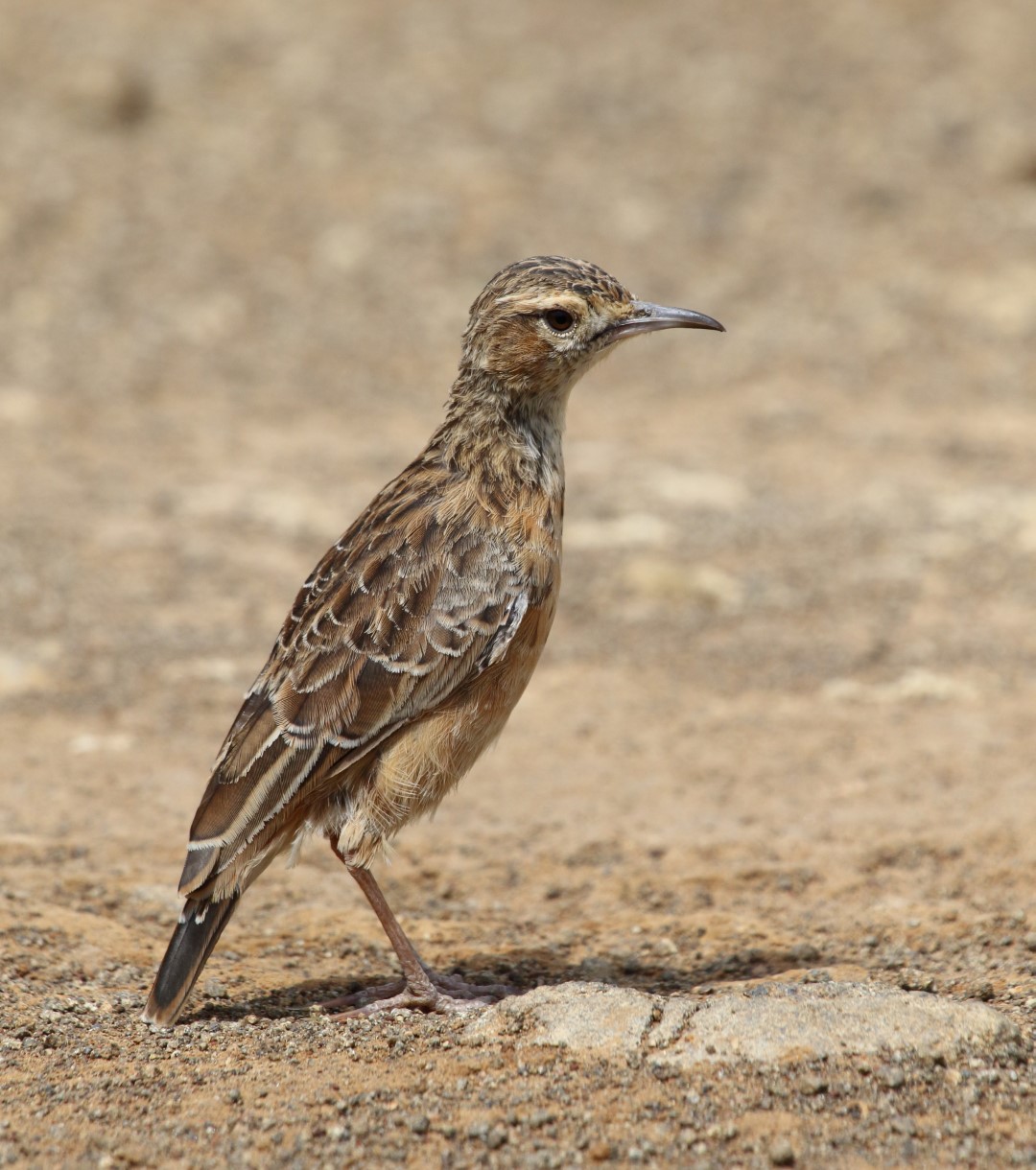 Buff-crested Bustard