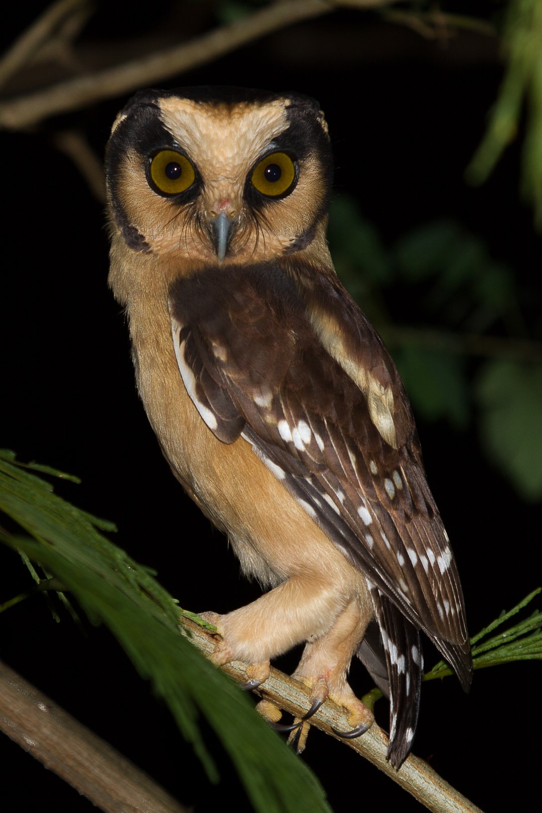 Buff-fronted Owl