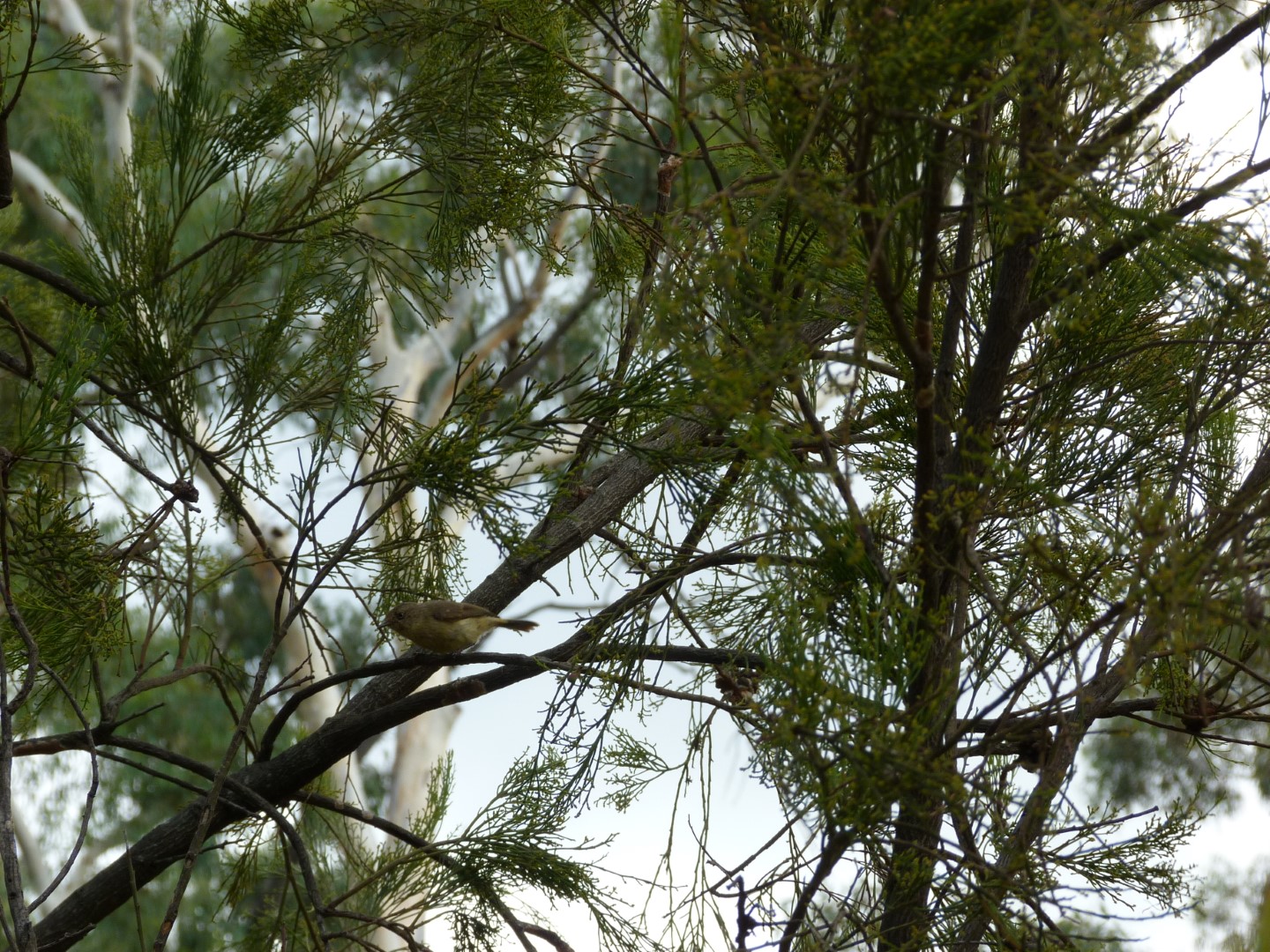 Buff-rumped Thornbill