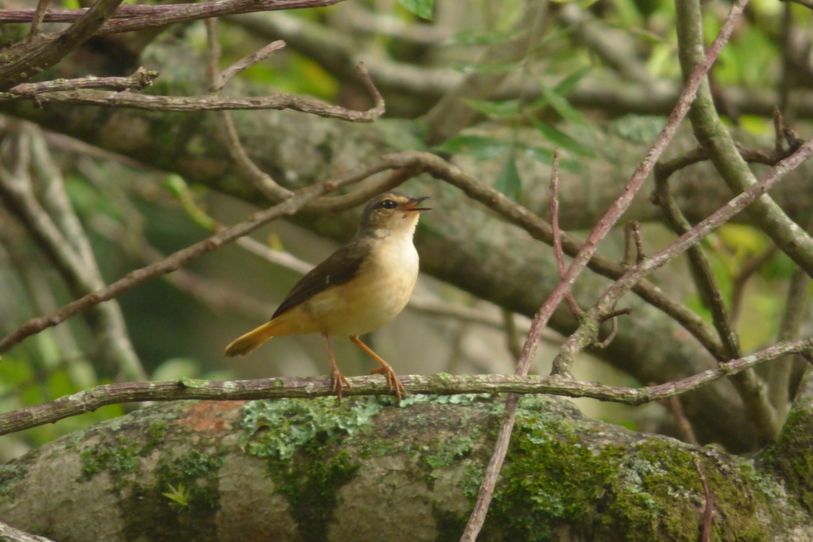 Buff-rumped Warbler
